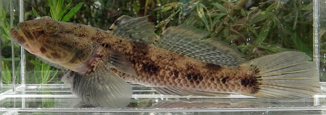 日本淡水魚 ウロハゼ