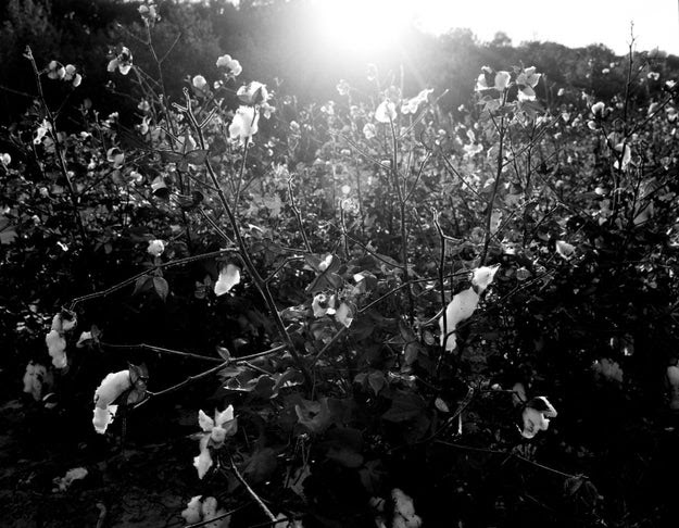 "New Book of Photographs Recalls the Trauma of American History" — Smithsonian