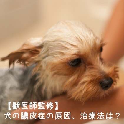 犬のケージを掃除しよう 掃除の必要性や役立つ商品について 犬の総合情報サイト ペットスマイルニュースforワンちゃん