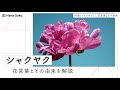 【ベストコレクション】 芍薬 ピンク 花言葉 173697-芍薬 ピンク 花言葉