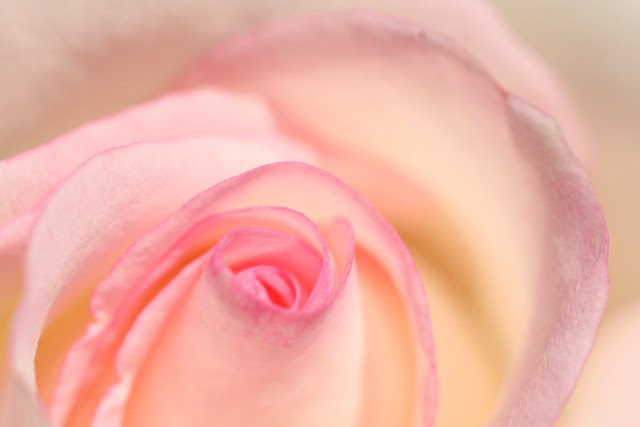 roses, waterfront park