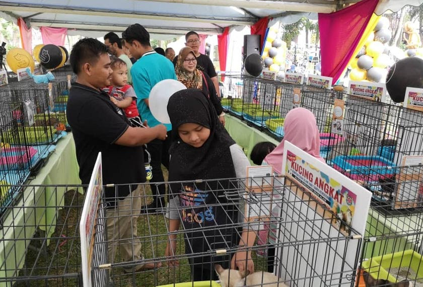Jangan sekadar beri kucing makan, mandulkan jugau0027  Astro Awani