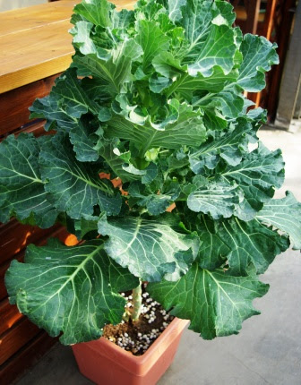 つのたんイチオシ野菜 甘ケール つのたんイチオシ野菜 甘ケール 糖度12度のすっきりとした甘さ 企画野菜苗 花苗 切り花苗 野菜苗 生産卸 有限会社 角田ナーセリー