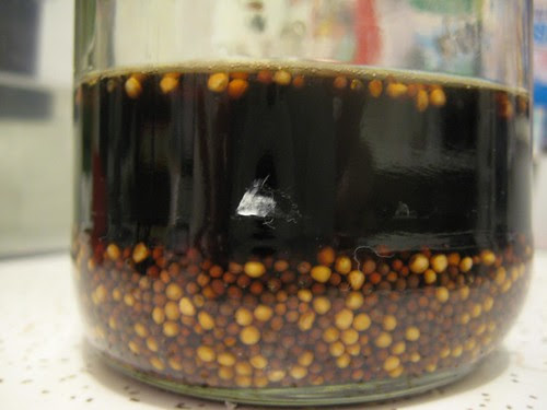 seeds and vinegar, part 1