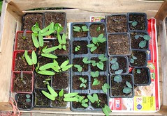A mixed bunch of seedlings (with the names in notes, roll your mouse over ...)