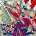 Wild Ontario Grapes / Ayrıca her kategoriden 11 milyonu aşkın yüksek kaliteli video ve video klibi keşfedin.