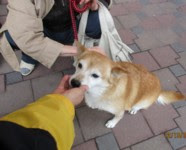 犬猫の新しい飼い主探しボランティア ワン ニャンを愛する会