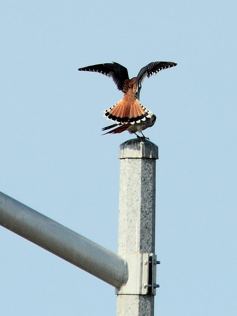 American Kestrels 2-20120707