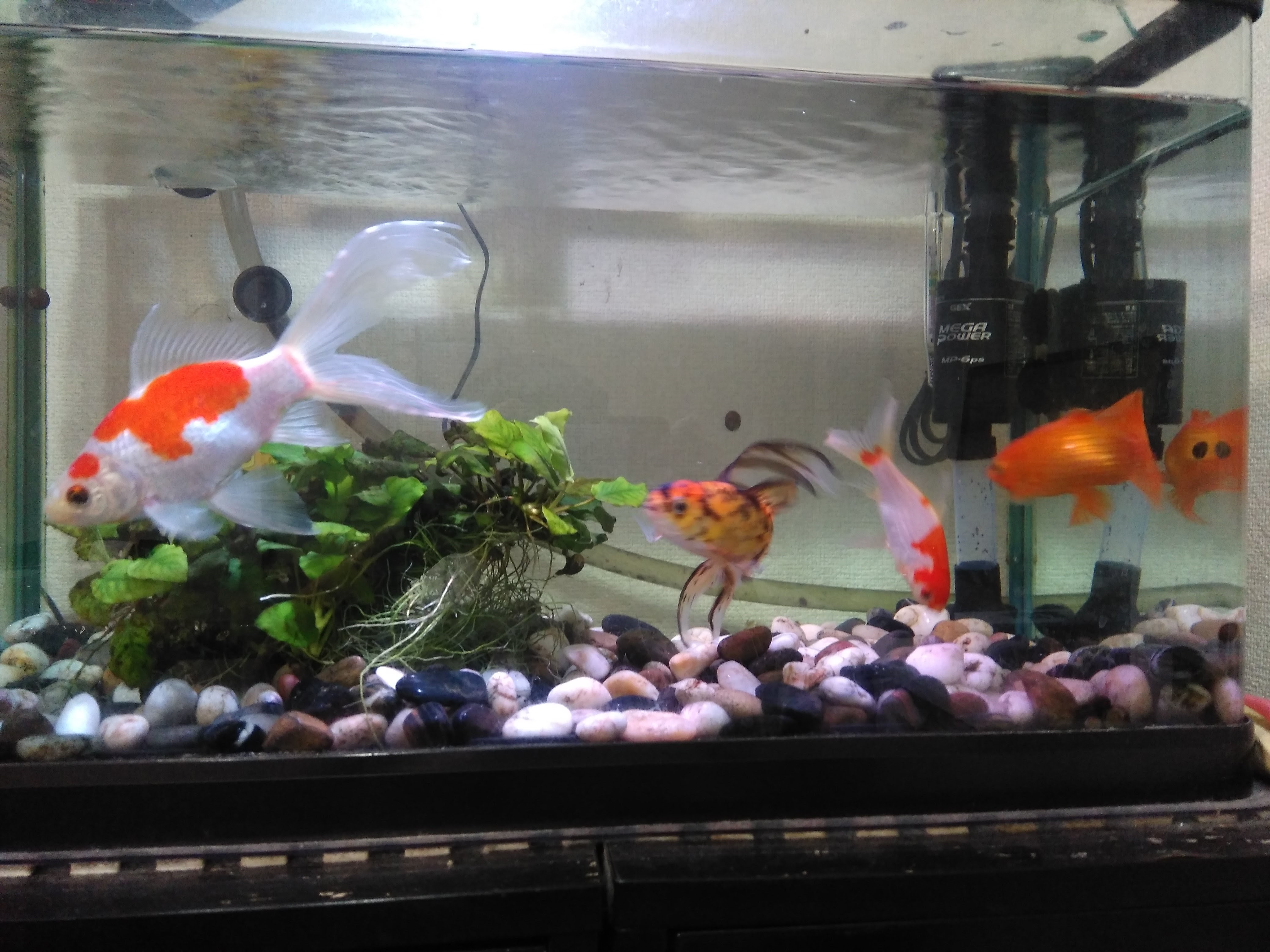 The Clear Water For Goldfish