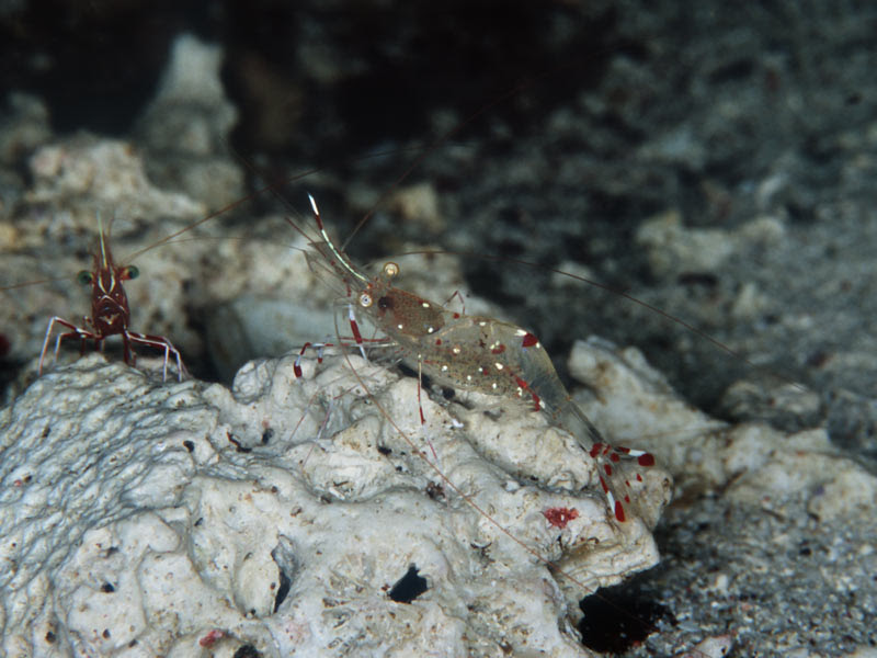 Hrk S Underwater Photo Gallery 243k043 ソリハシコモンエビ