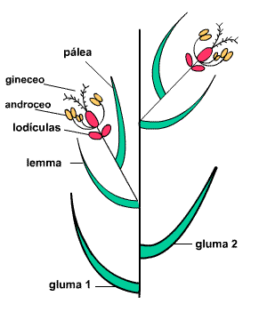 Esquema de espiguilla