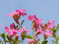 フクロナデシコの花 の画像素材 写真素材ならイメージナビ