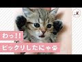 可愛い 子猫 ちゃん 236540