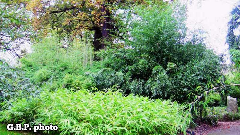 tall bamboo plants UK