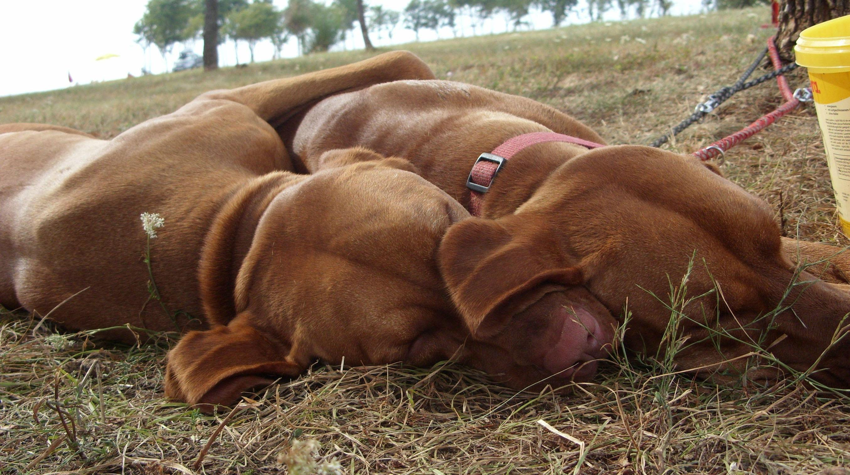 Στον αιώνα των σκυλιών...