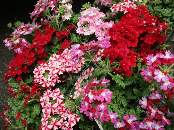 花のコーナー 18年05月 一般社団法人北九州緑化協会