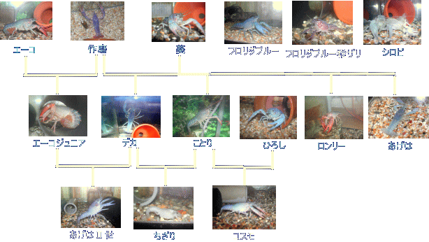 ようこそ ざりがに 青いざりがにを育てるぞ 白ザリ 青ザリ フロリダブルーを飼育中