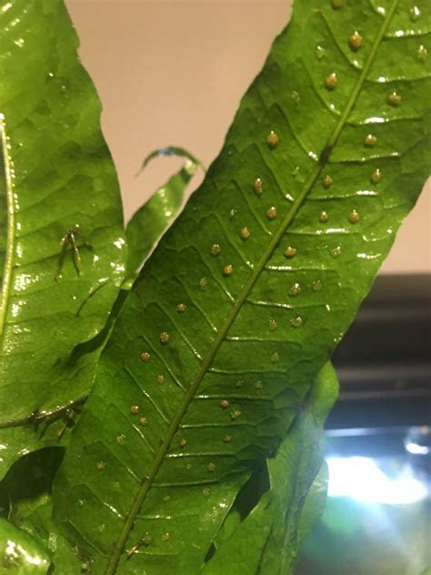 Search without getting caught in the tangle of the web. I Dont Know What These Bumps On My Java Fern Are | My
