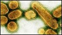 Flu virus
