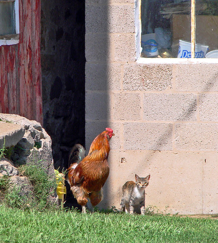 022 cat and rooster, copy