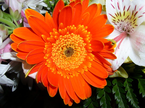 Orange Flower