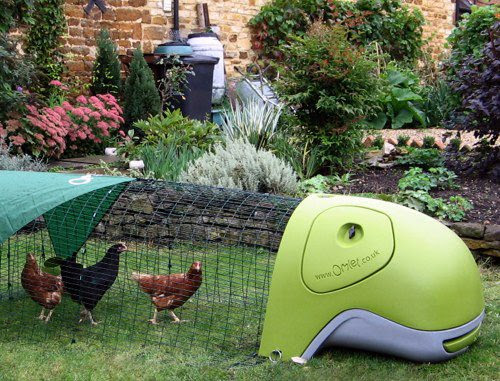 Chickens Chickens Everywhere! – Playing a New Game