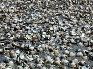 有明海 赤潮発生で養殖あさり全滅