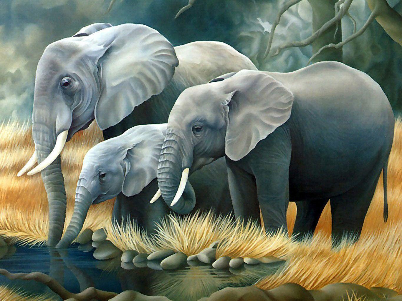 Backgrounds Of Animals - Wallpaper Cave