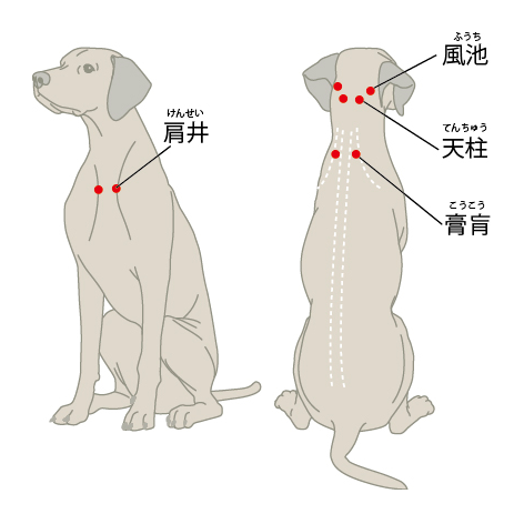 中獣医学 犬の首の痛みに有効な経穴 ツボ 愛犬 愛猫にやさしいiimono Shop Proの店長ブログ