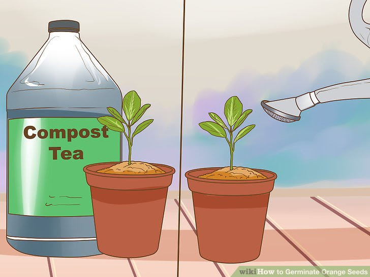 Germinate Orange Seeds Step 7 Version 2.jpg