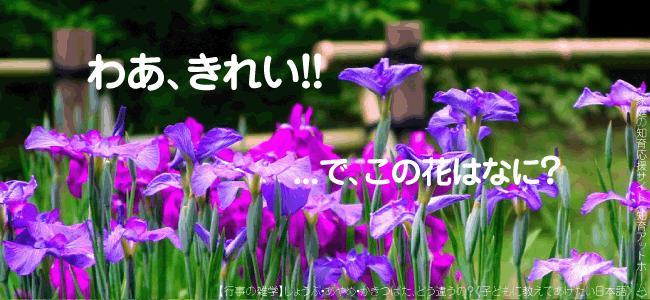 子どもの日 端午の節句 しょうぶ あやめ かきつばた どう違う 子どもに教えてあげたい行事の雑学 家庭の知育応援サイト 知育アットホーム