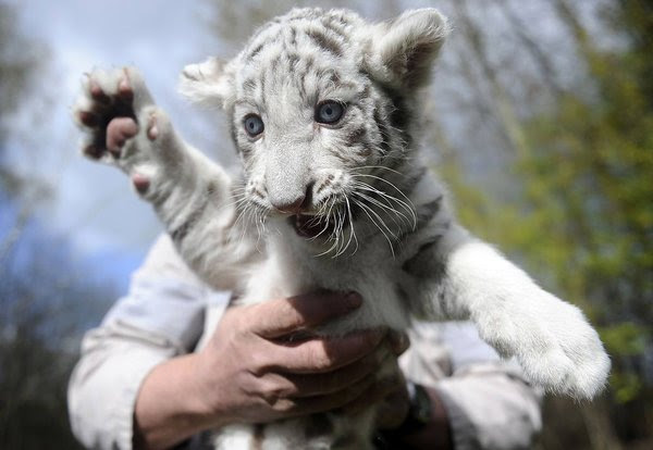 Top 50 Awesome Cute Baby Animals Photo Gallery