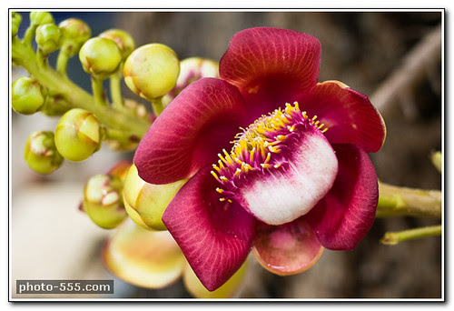 free flower photos
