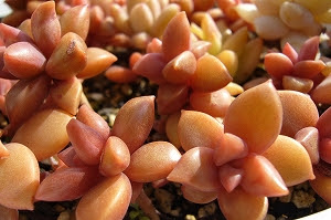 ブロンズ姫 多肉植物日記