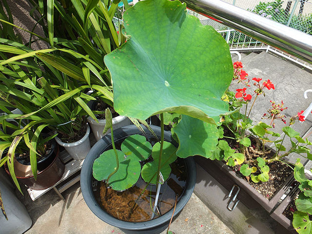 花ハス 蓮 の育て方 その1 季節ごとの管理と花を咲かせるコツ