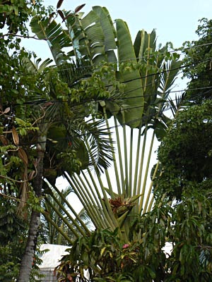 bananiers et fils electriques à Cancun.jpg
