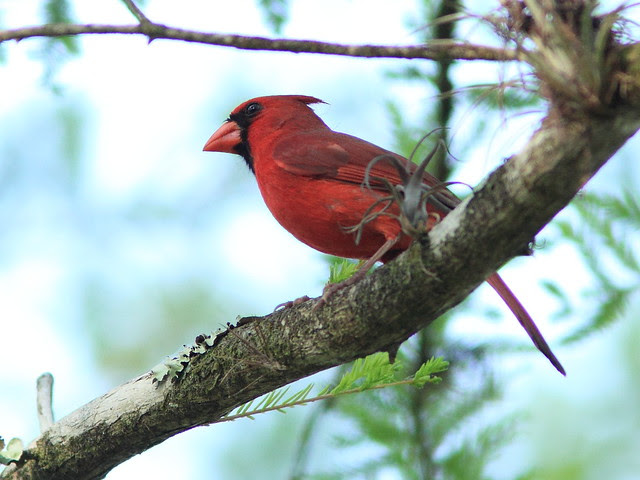 Northern Cardinal 20130312