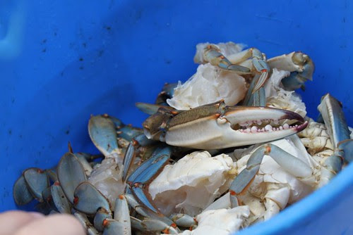 Fresh blue crabs