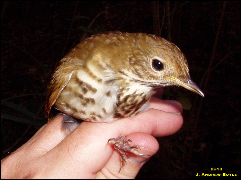 Hermit Thrush