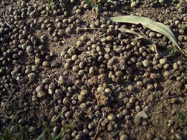 Environmental Challenges of the RP / Rabbit manure as ...