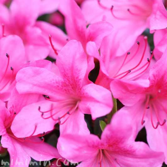 サツキ さつき の花の写真 サツキの花言葉 みみみんブログ