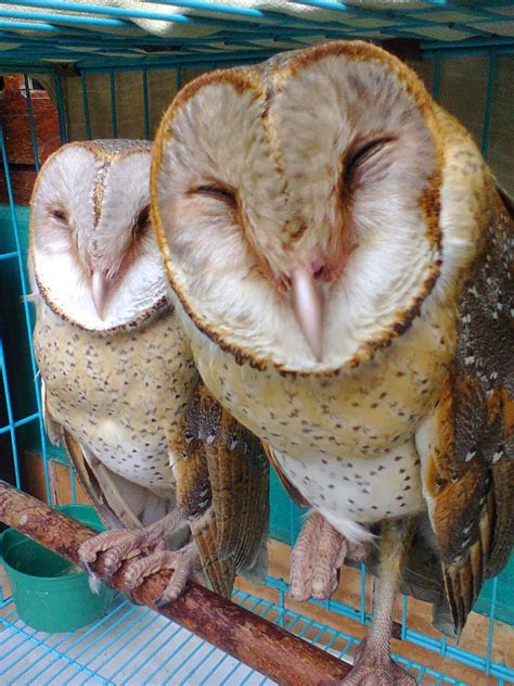 jual reptilular  kucing murah  kualitas siip jual