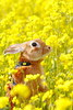 Easter Bunny