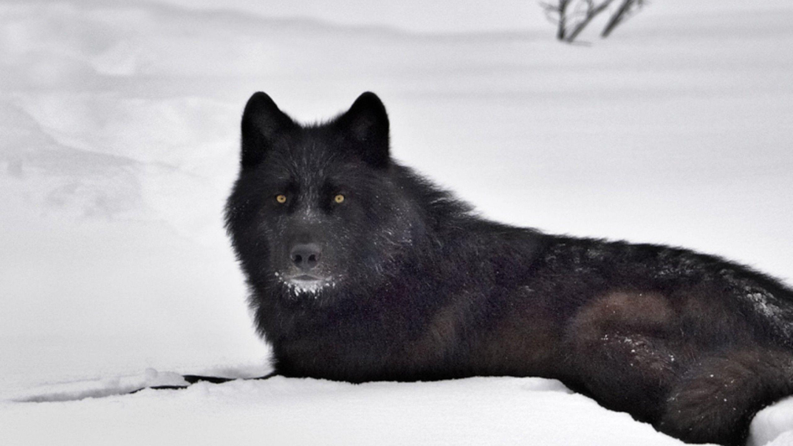 Black Wolf Wallpapers Wallpaper Cave Black Wolf Wallpapers Wallpaper Cave