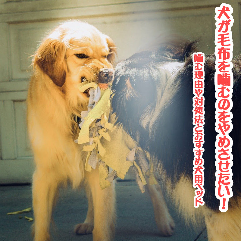 リード ホイール レインコート 犬 毛布 必要 Chichibuno Soba Com