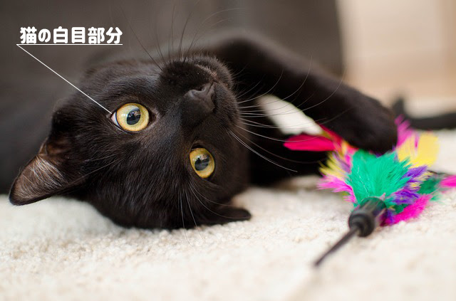 猫が白目に見える正体は 瞬膜 瞬膜の3つの役割と目の病気について