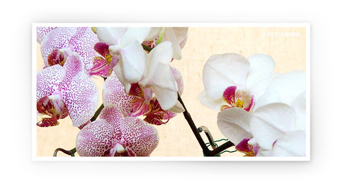 Trexima naproxen sumatriptan