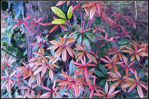 DSC00983_nEO_IMG