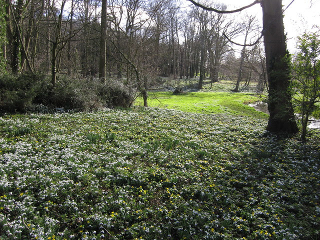 snowdrop walk Walsingham Feb 2014 (12)