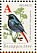 Black Redstart Phoenicurus ochruros